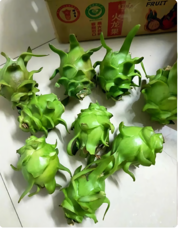 男朋友发小大清早就送来了一袋火龙果,还是第一次见这种绿皮的火龙果