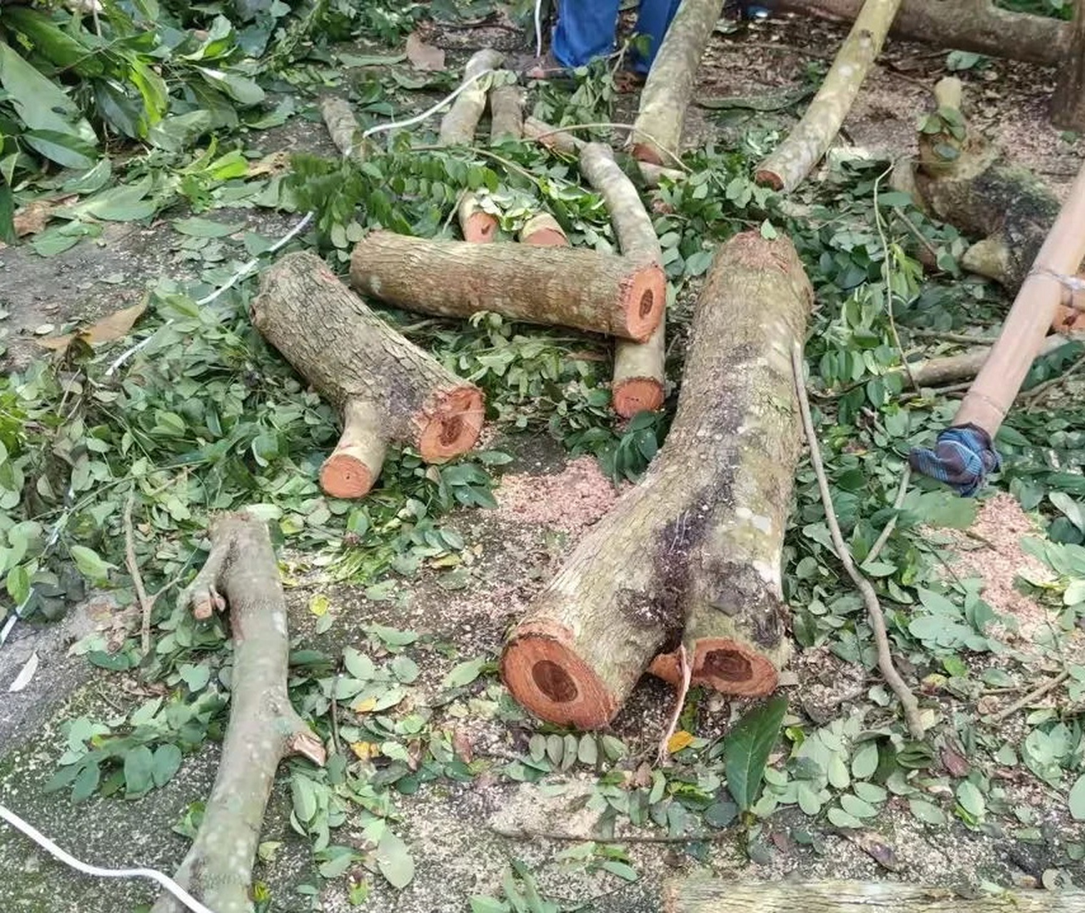 柳州一男子最近回到老家,发现奶奶把种了20多年的黄花梨树给锯了,只