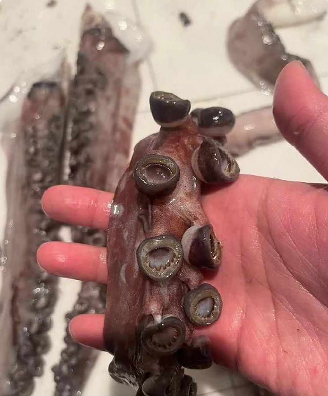 这章鱼是吃啥啦?咋还变异了呢?