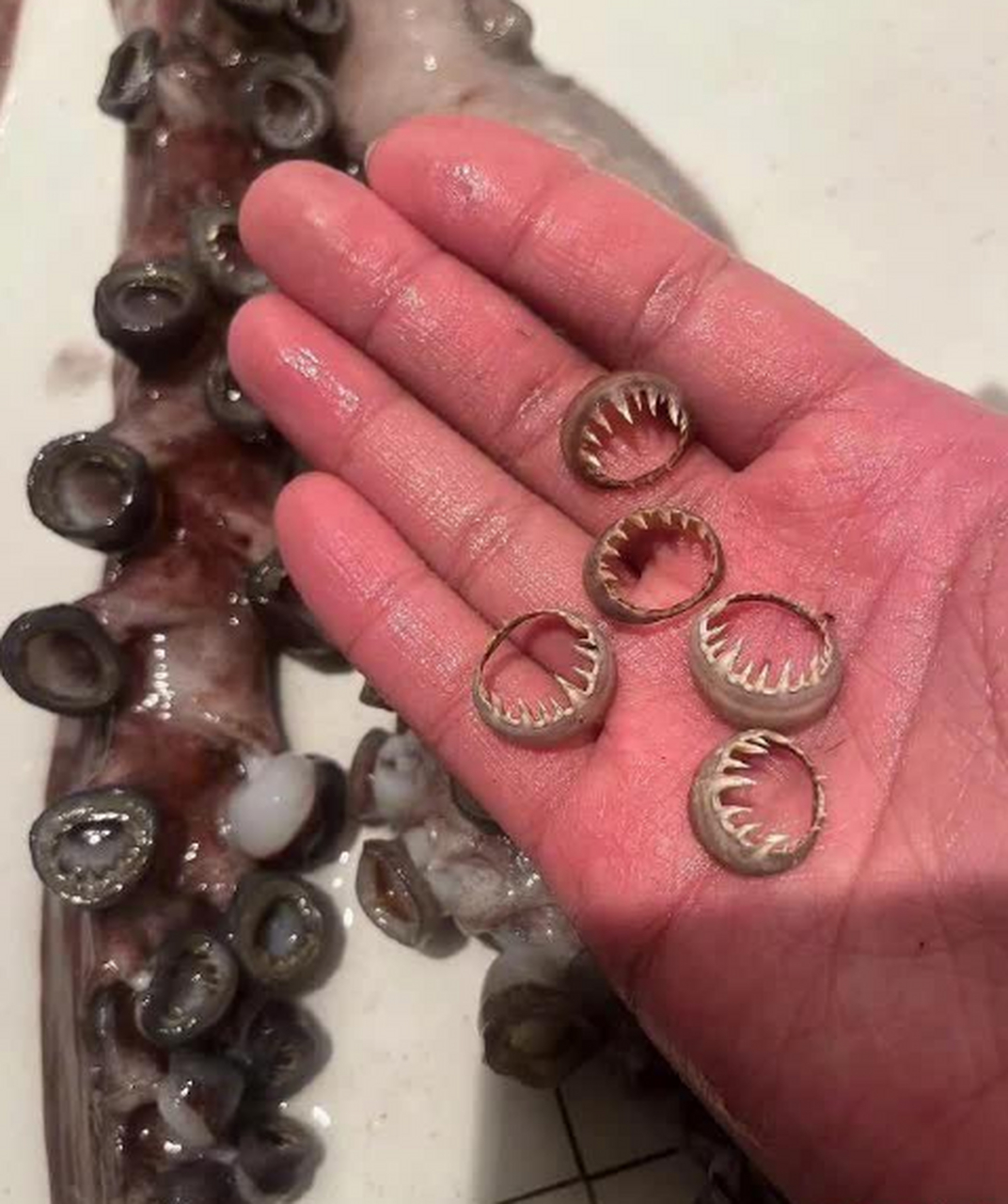 这章鱼是吃啥啦?咋还变异了呢?