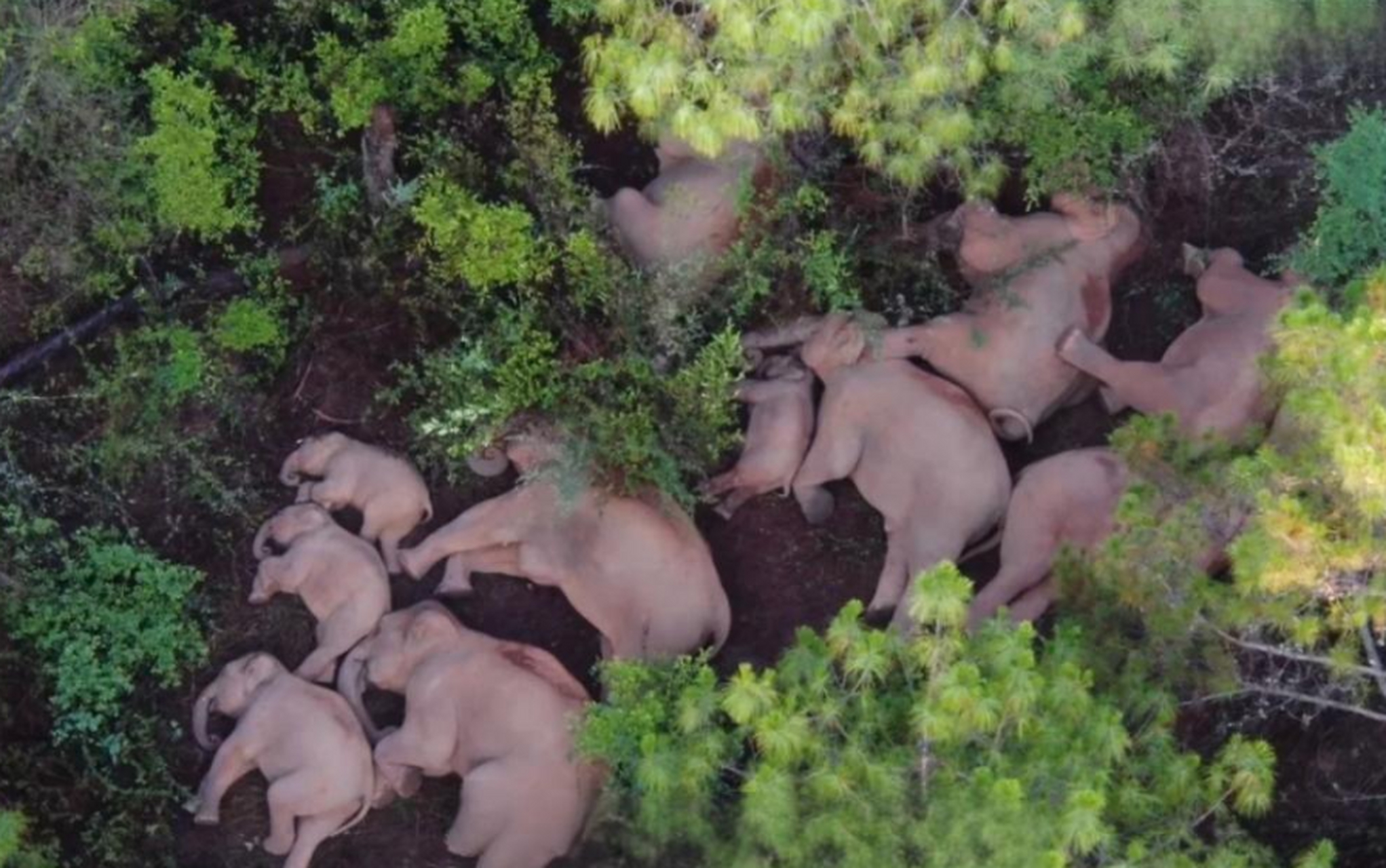 原来大象睡着的姿势,和人类一样啊?