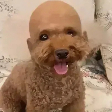 没想到剪发师顺便就给泰迪剃了个光头