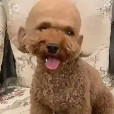 没想到剪发师顺便就给泰迪剃了个光头