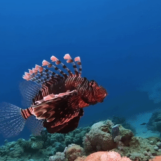 今天在看到的海上动物更加特殊,身体的颜色象岩石,背部长着扇形的刺