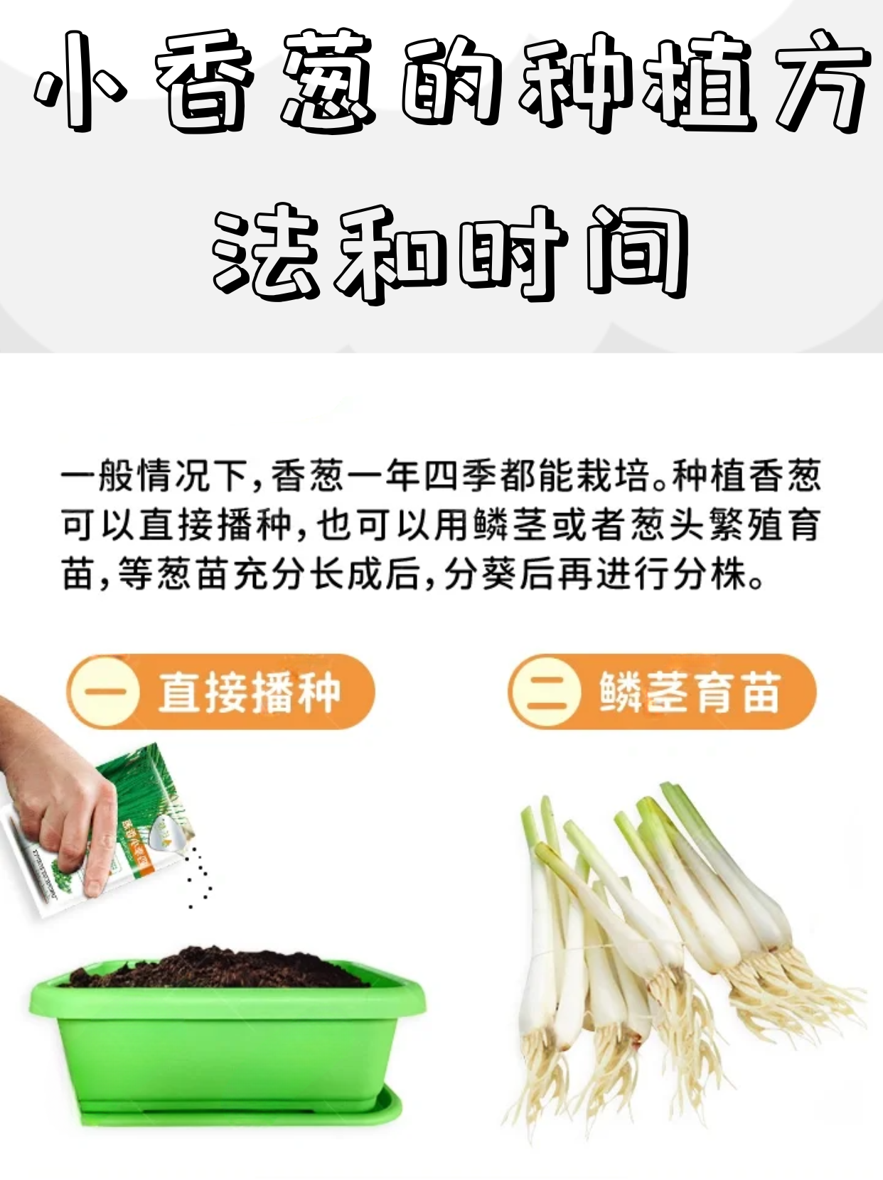 小香葱的种植方法和时间~ 一般情况下,香葱一年四季都能栽培.
