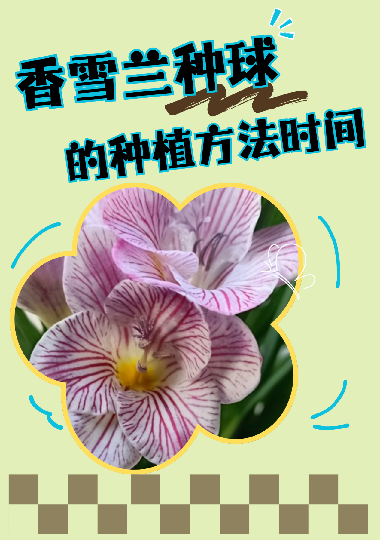 香雪兰种球种植秘籍来啦  亲爱的花友们,今天我要和大家分享香雪兰种