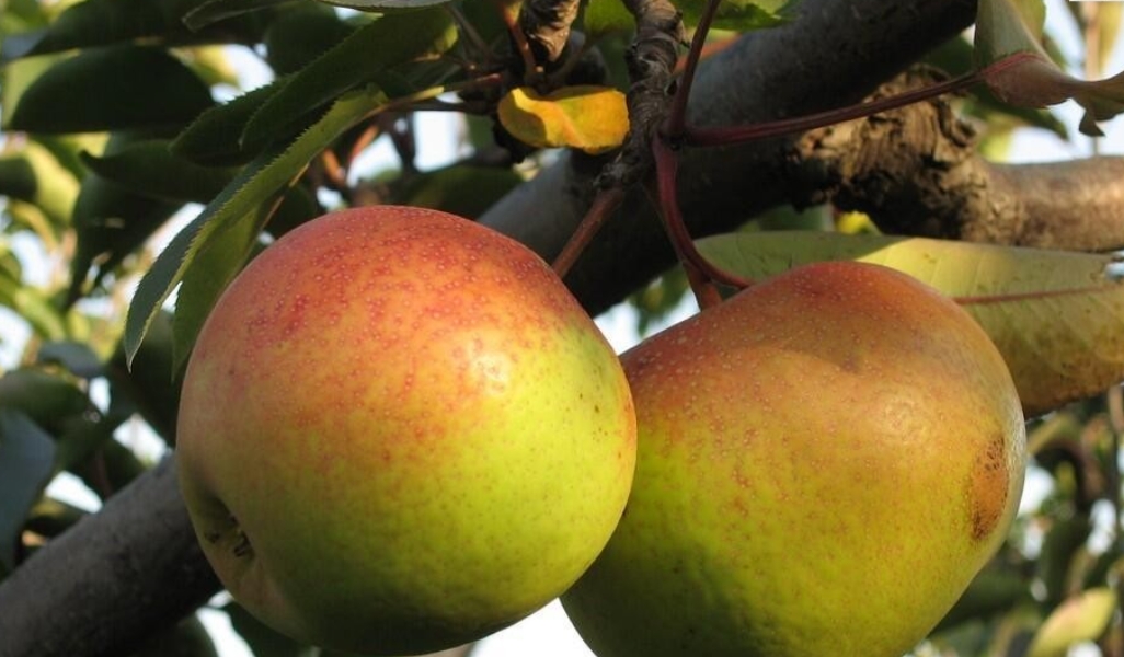 吉林十大水果特产: 1,长白山蓝莓 2,四平山楂 3,延边苹果梨 4,柳河山