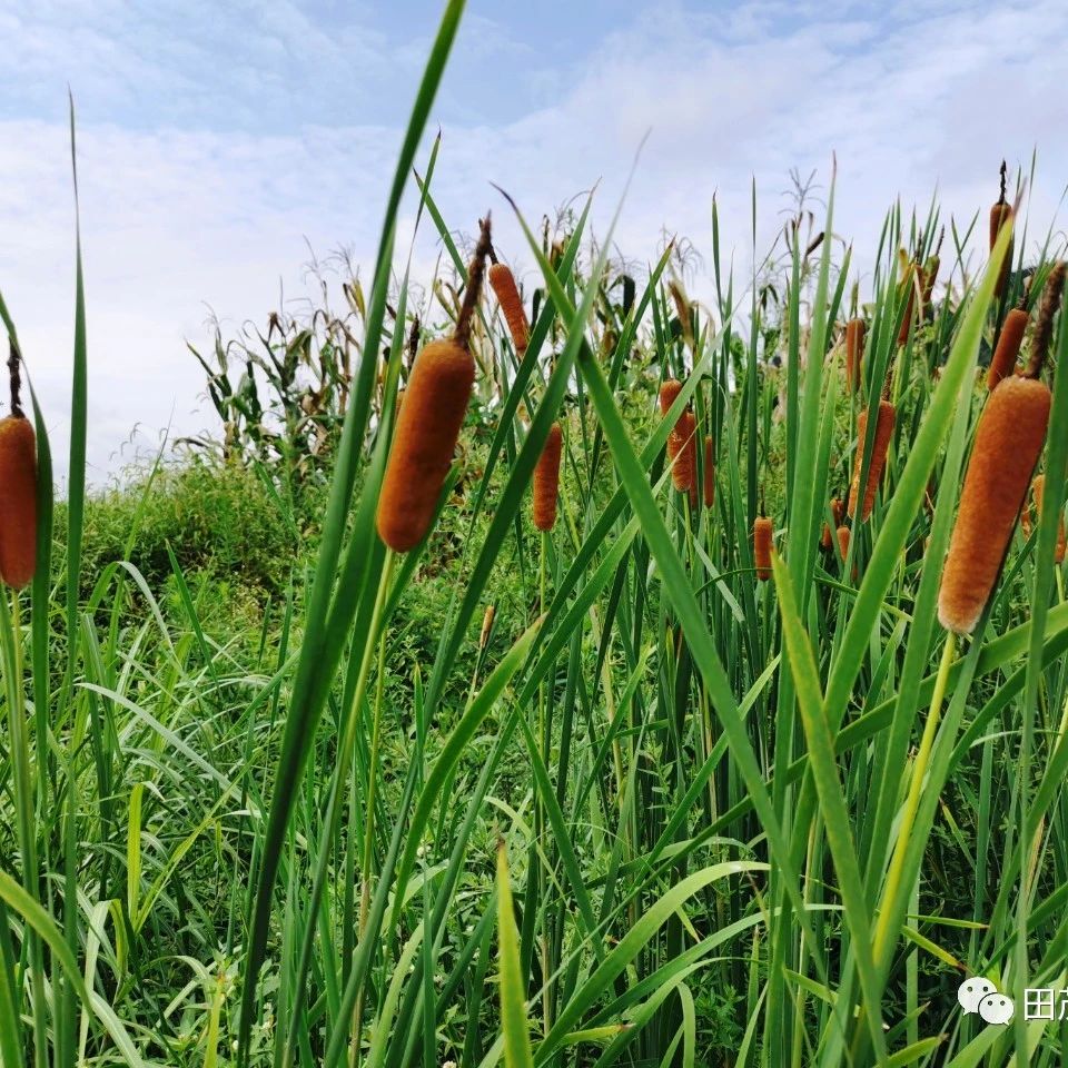 水蜡烛是个宝  水蜡烛,是香蒲草的果实