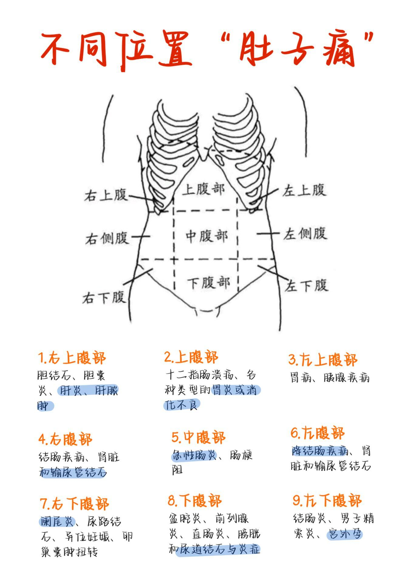 腹部位置图腹部图解结构图腹部图小肚子图部位图片女性肚子结构构造