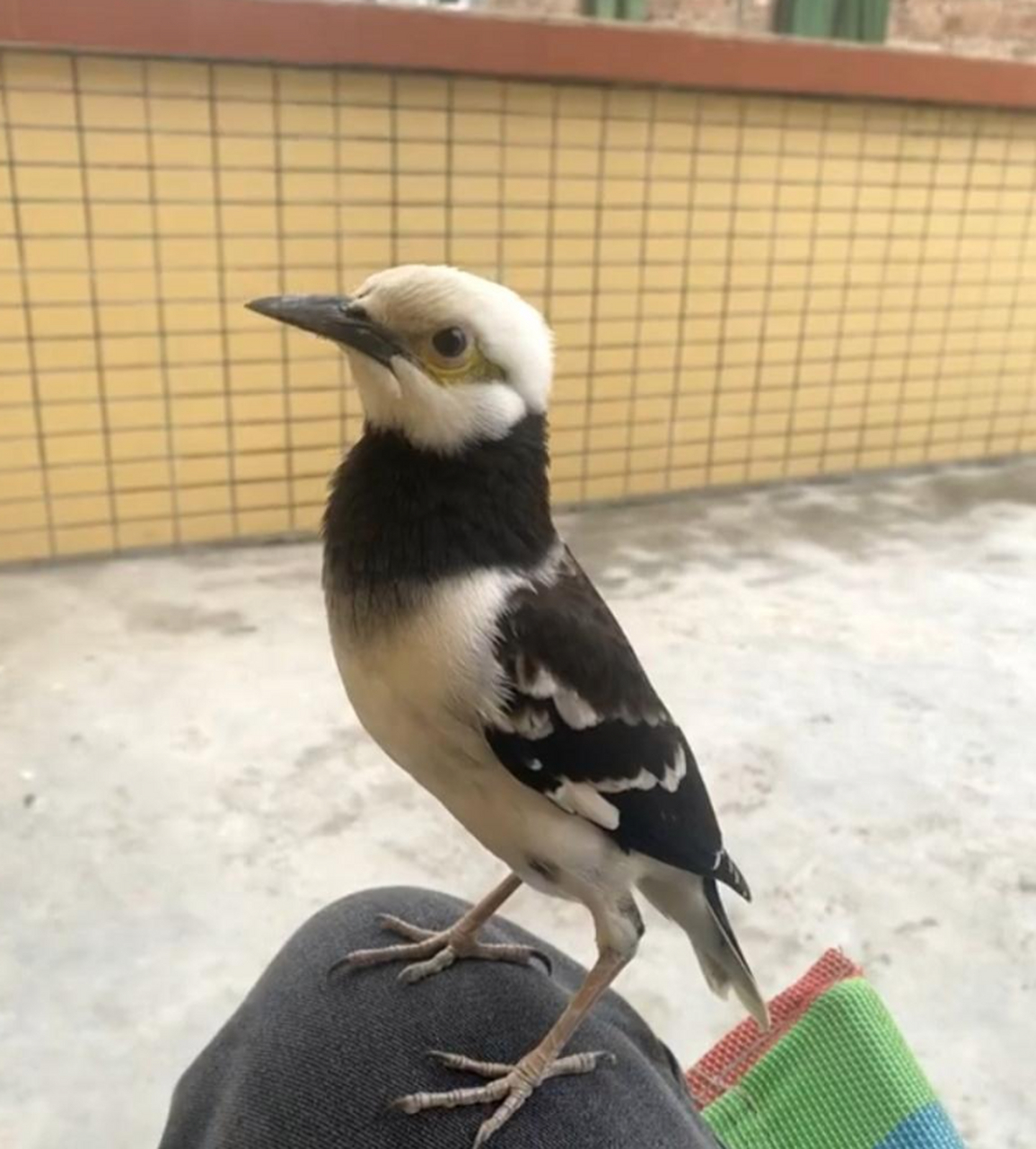 这是什么鸟,为什么要飞过来啄我呢?
