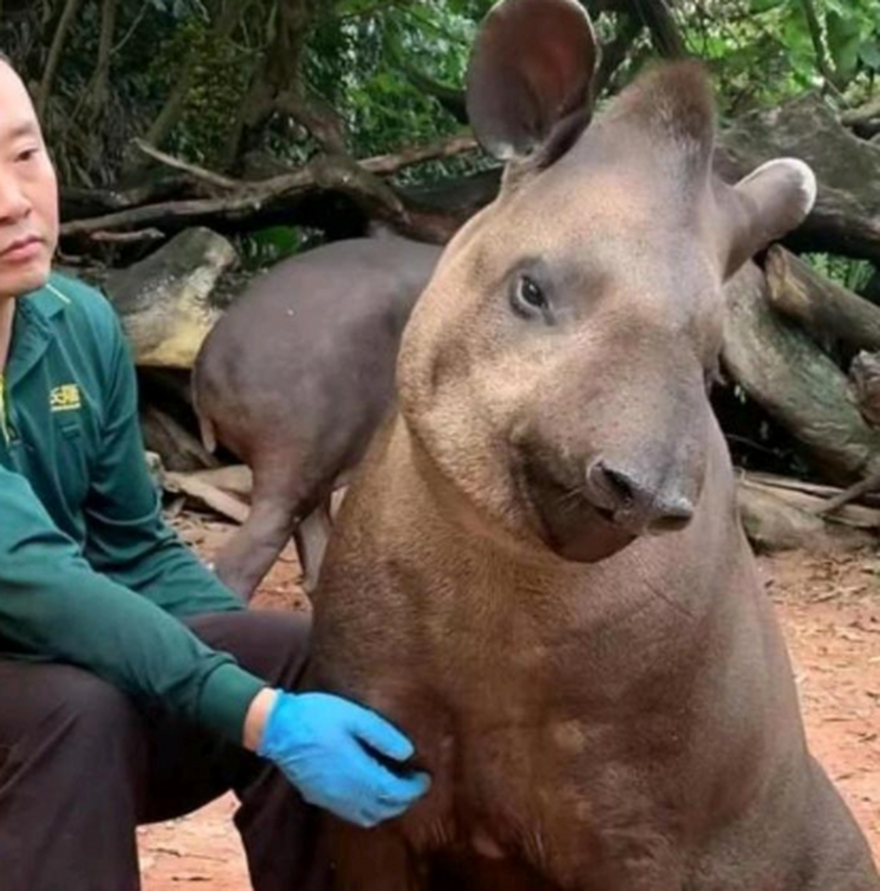 这是什么动物啊?有认识的吗,像不像是姜子牙的坐骑四不像?