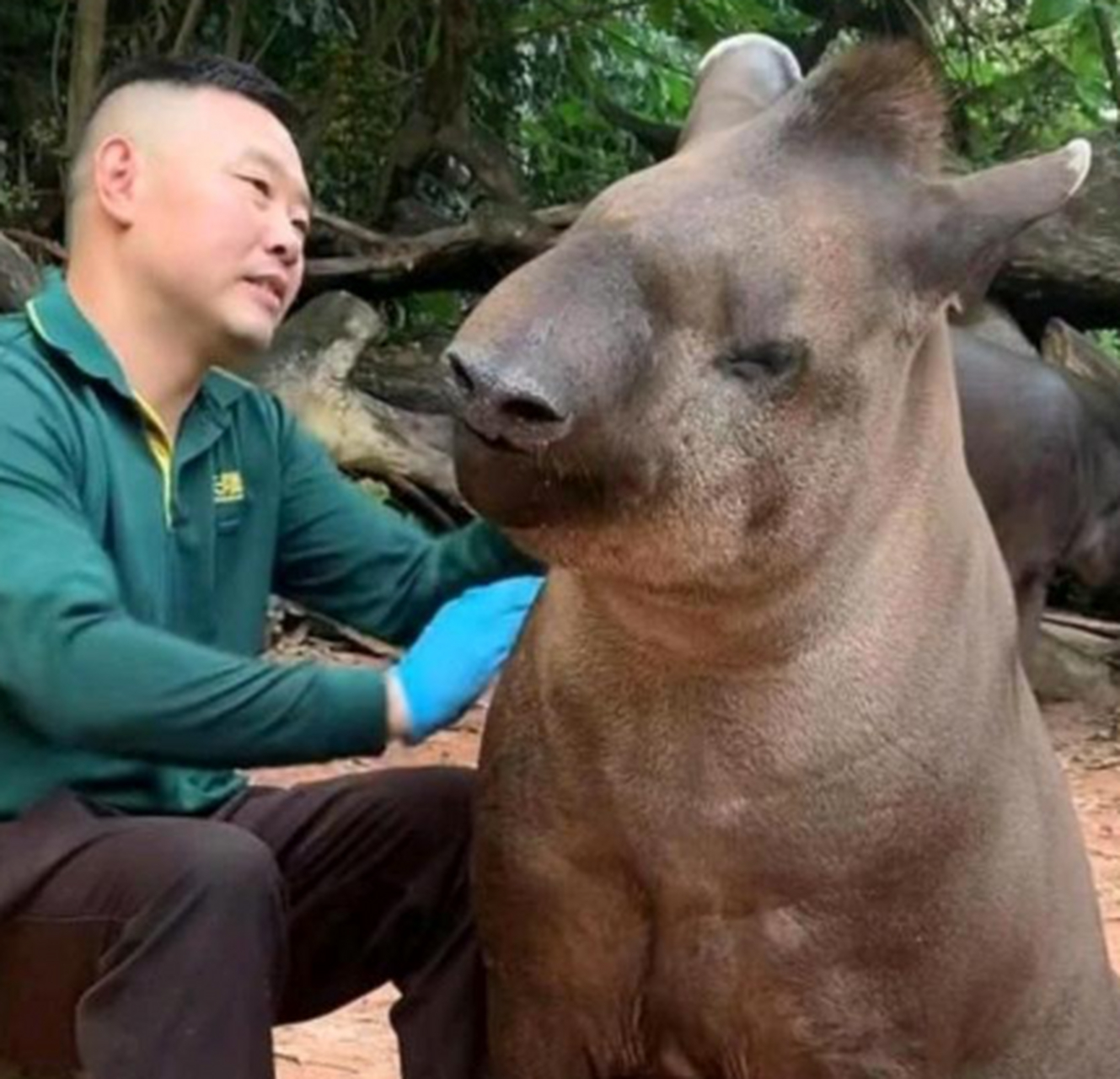 这是什么动物啊?有认识的吗,像不像是姜子牙的坐骑四不像?