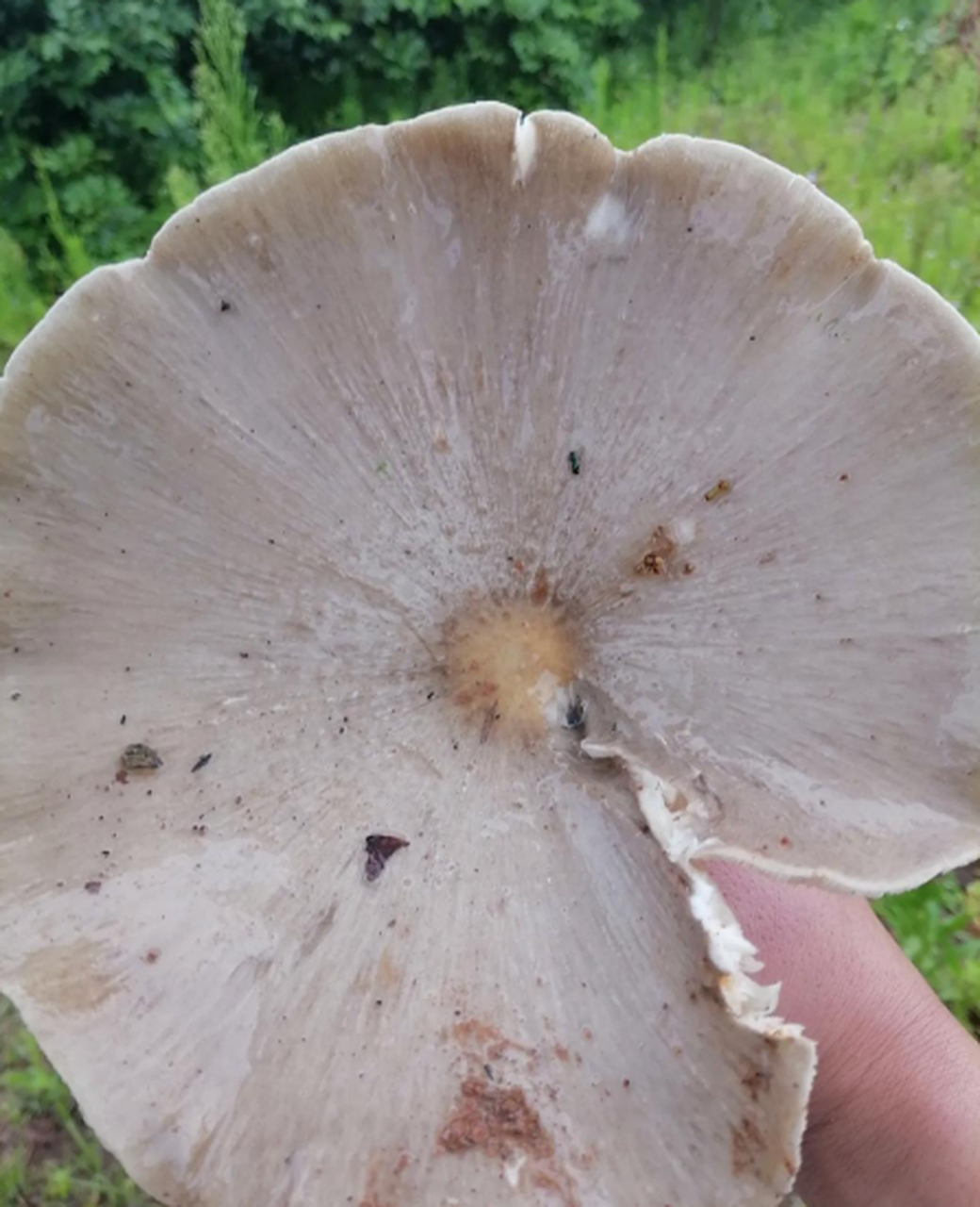 好大的蘑菇,像雨伞一样,这应该能吃吧,回去做给老公尝一下!