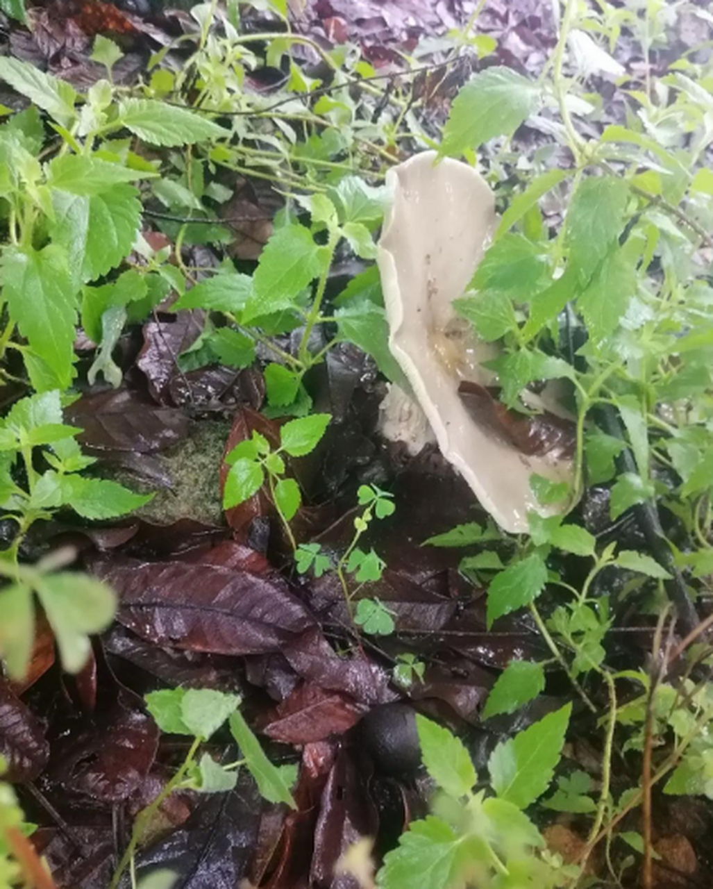 好大的蘑菇,像雨伞一样,这应该能吃吧,回去做给老公尝一下!