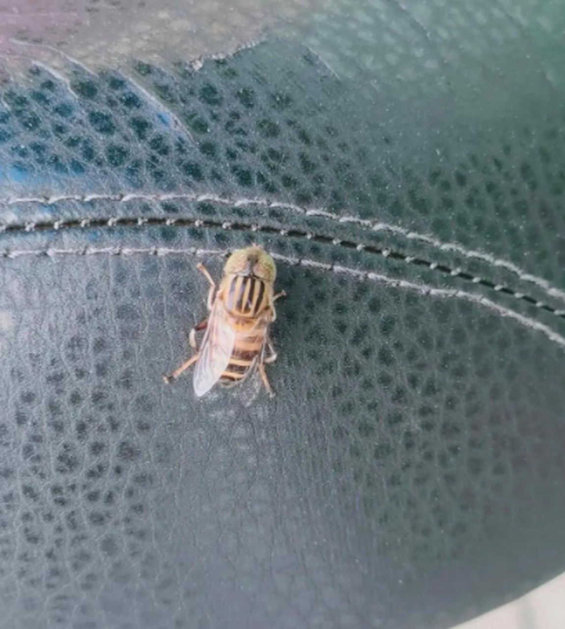 这到底是蜜蜂,还是苍蝇?看着都不像啊!