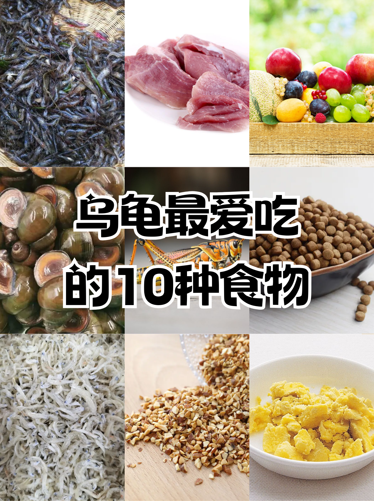 以下为大家介绍一些适合乌龟的食物以及喂食时的注意事项.