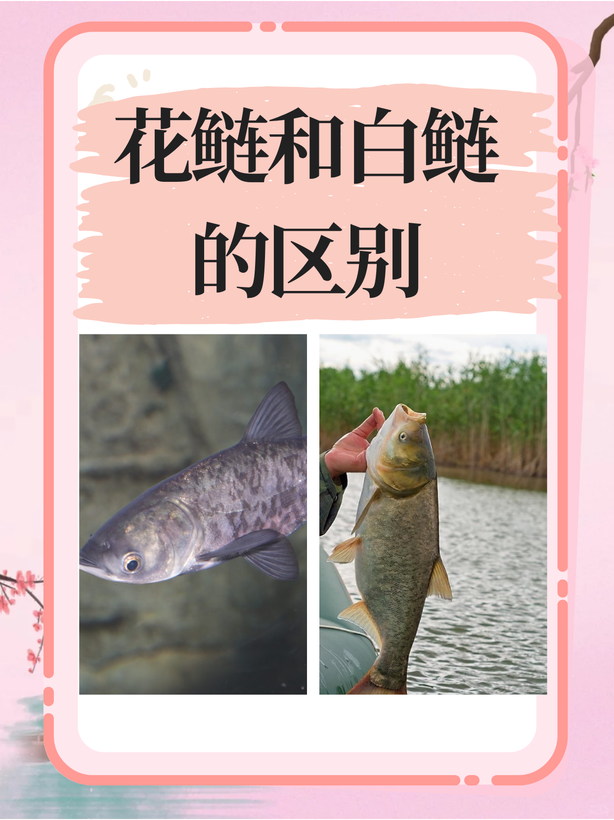 花鲢和白鲢的区别  花鲢与白鲢作为淡水鱼中的佼佼者