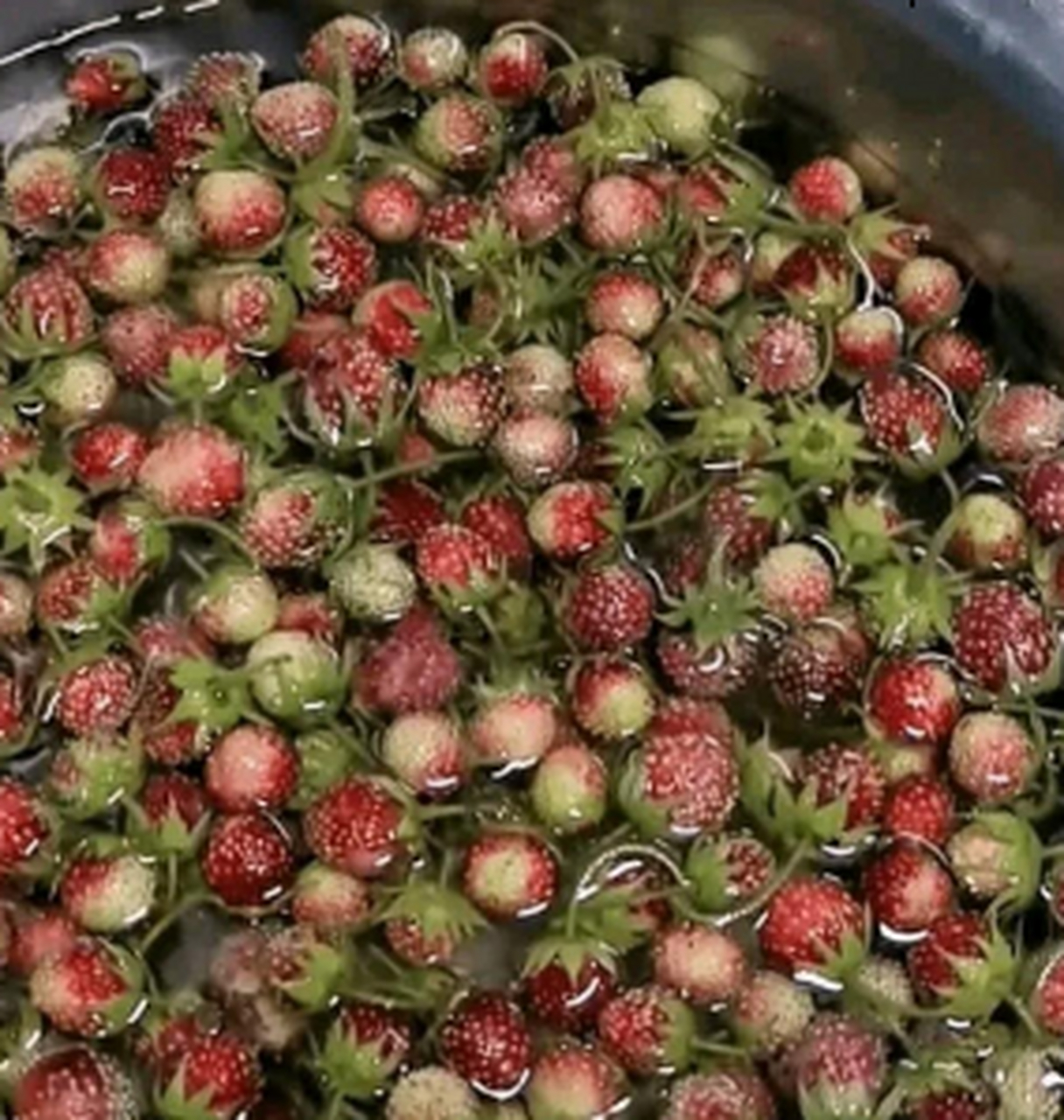 山上的野草莓,大家吃过吗,请问味道怎么样啊?