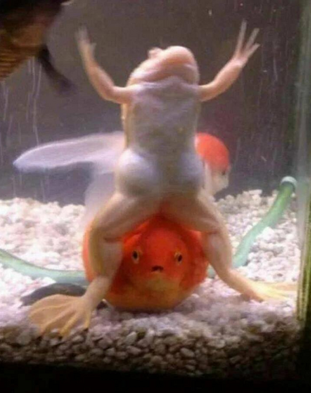 青蛙:来,给你看看我的肌肉.秀不秀