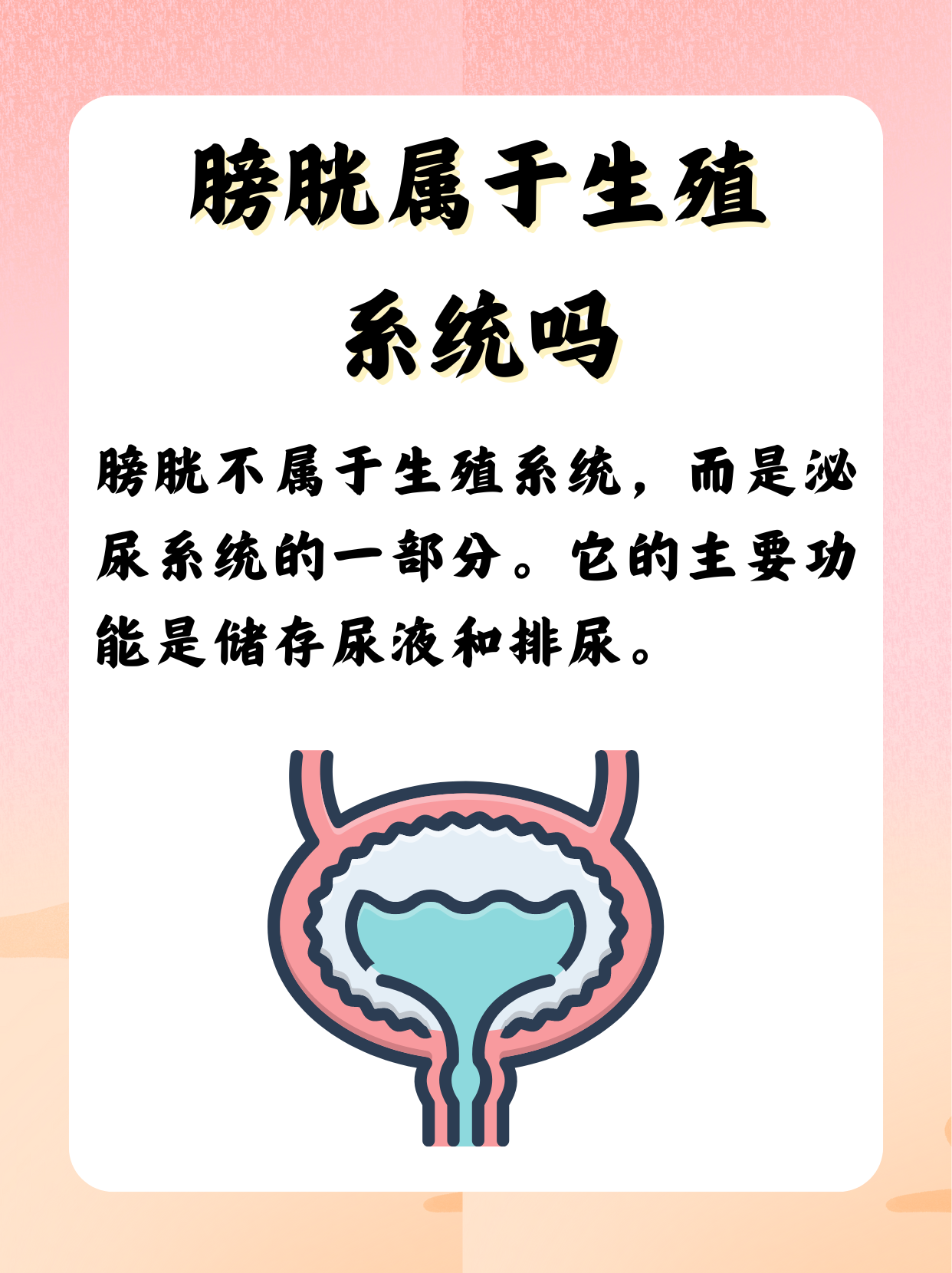 膀胱属于生殖系统吗?别再搞错了!
