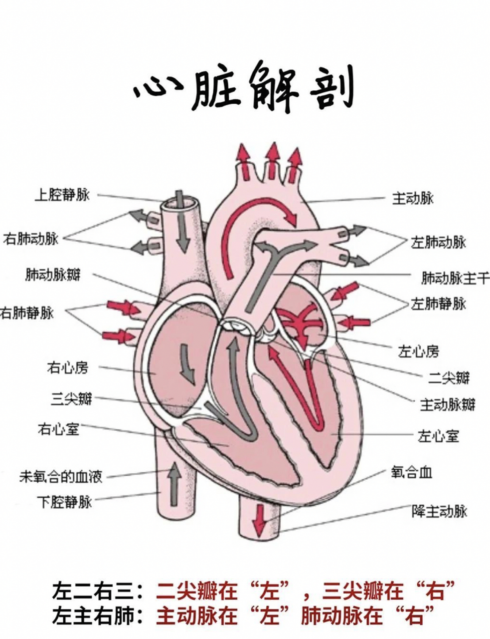 画心脏结构简图图片