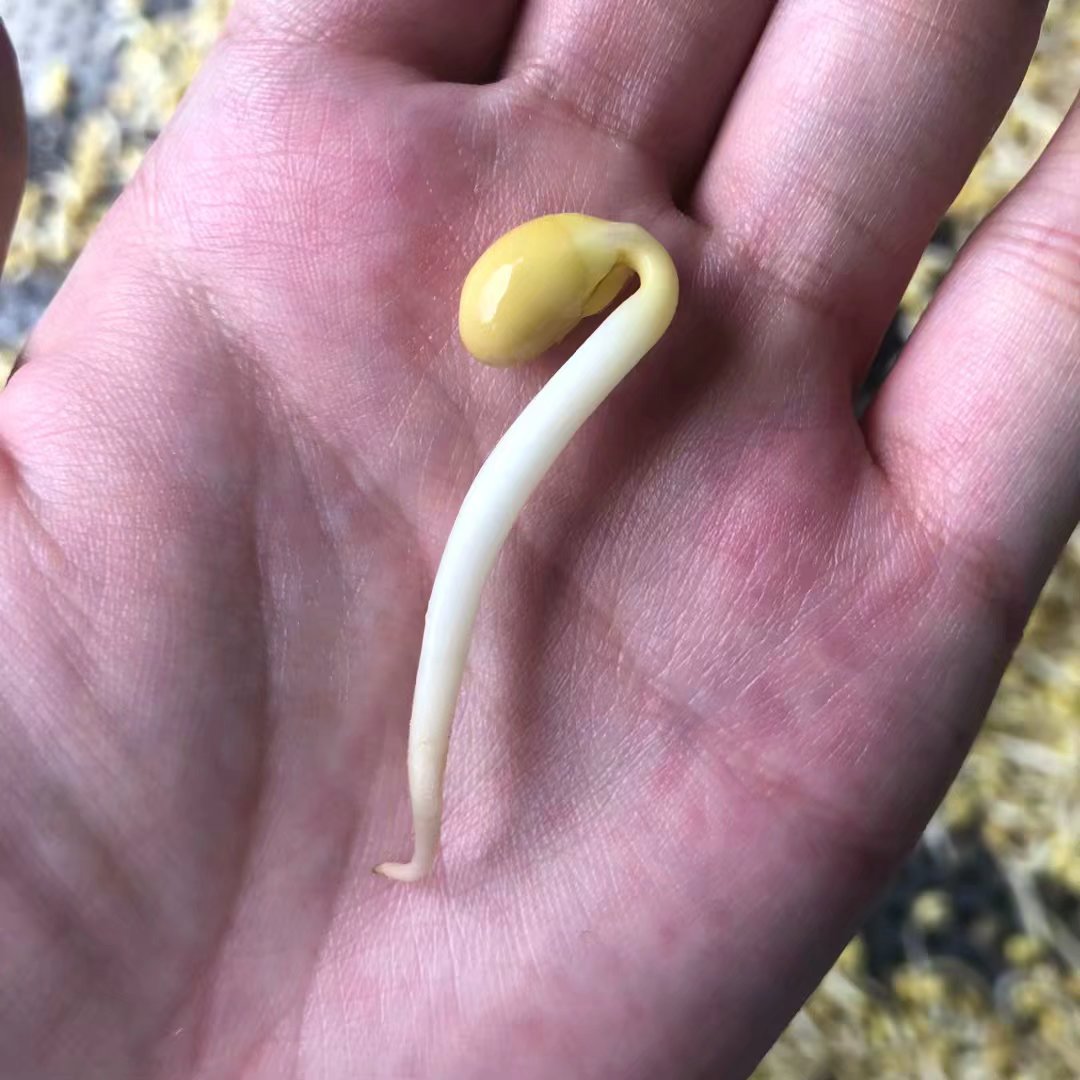 豆芽机厂家温馨提示您:如何判断好坏? 1