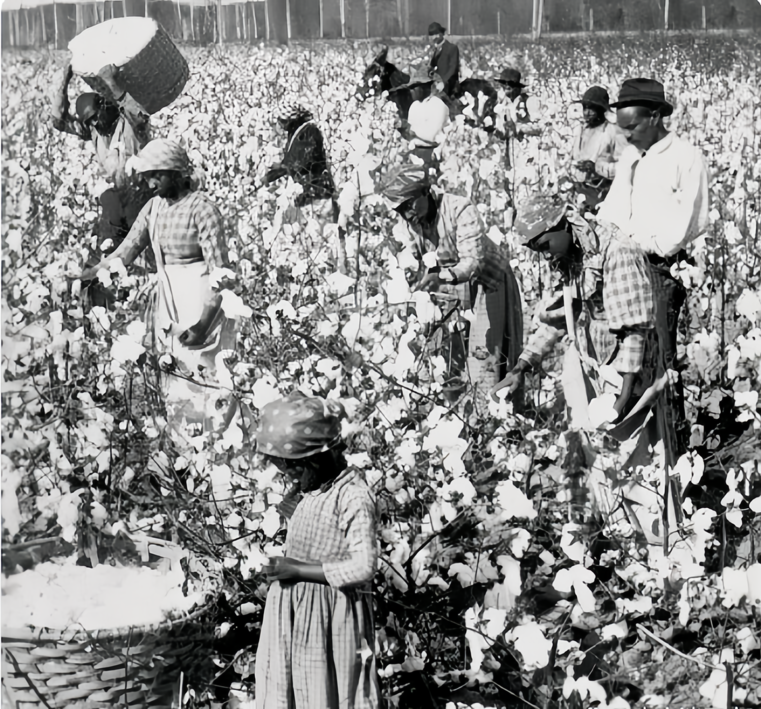 一旦发现有黑奴稍有懈怠,皮鞭便会19世纪南方种植园历史照片