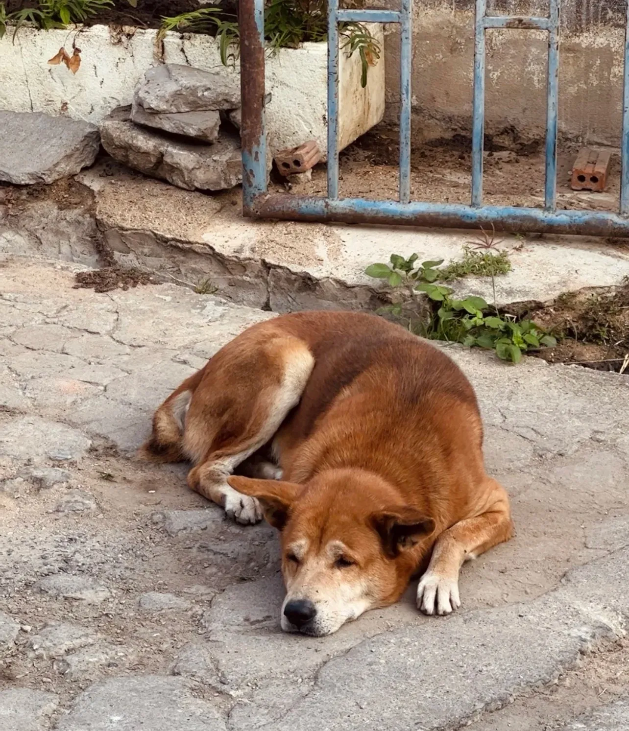 主人一家都搬走了,而狗狗欢欢趴在院子里还在等着主人回来