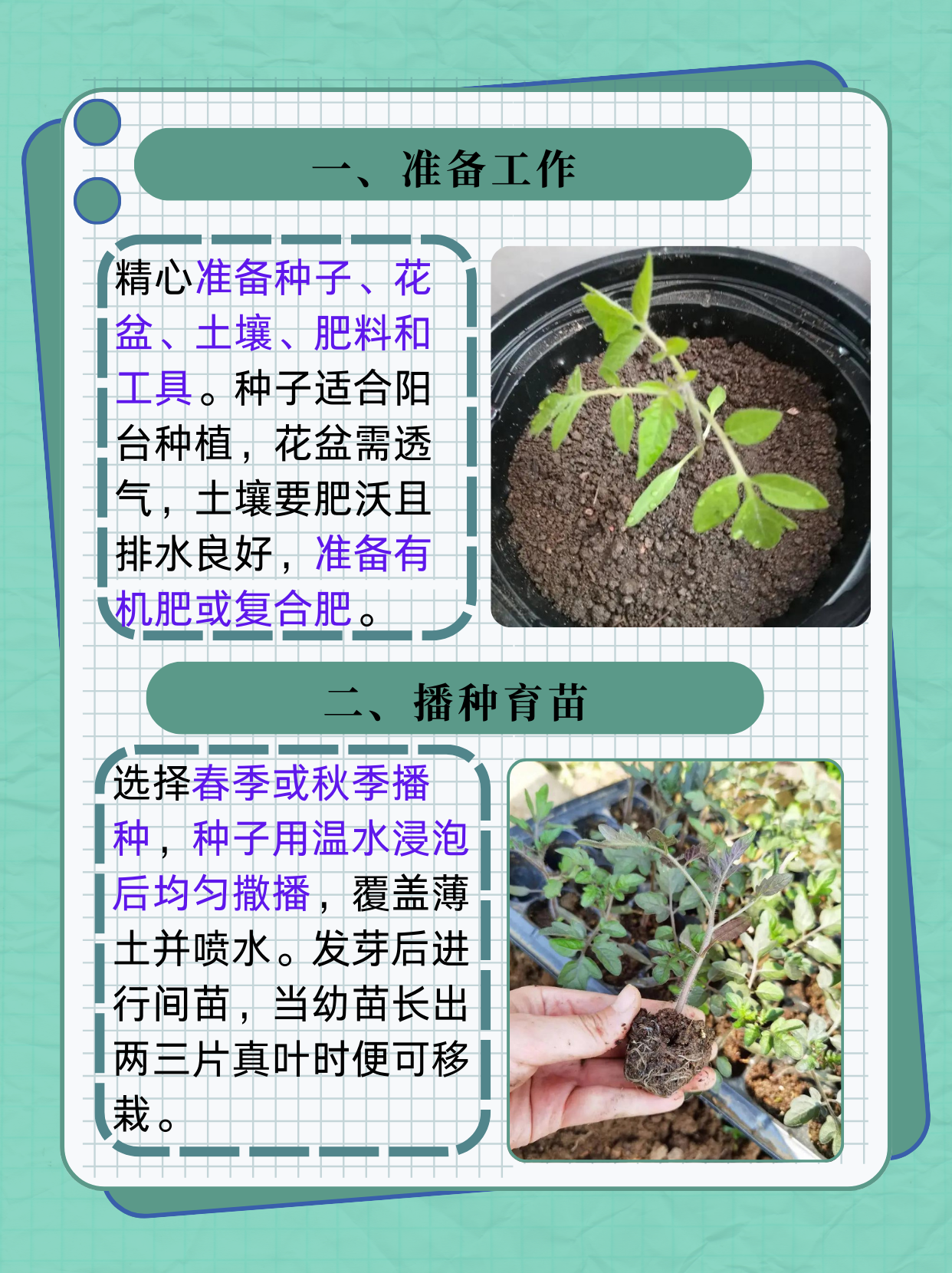 小番茄阳台种植方法  在城市的喧嚣中,拥有一个属于自己的阳台小花园