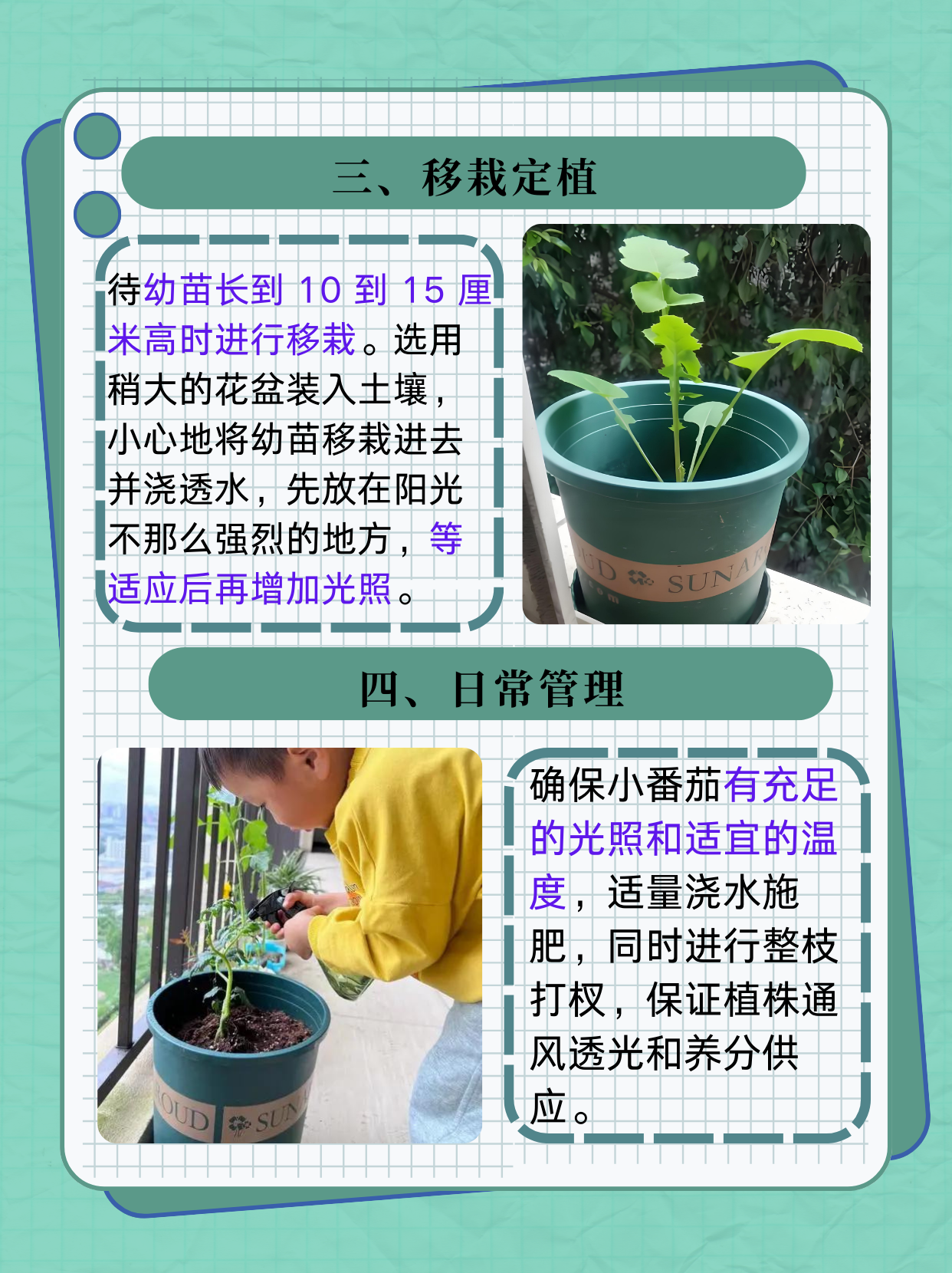 小番茄阳台种植方法  在城市的喧嚣中,拥有一个属于自己的阳台小花园