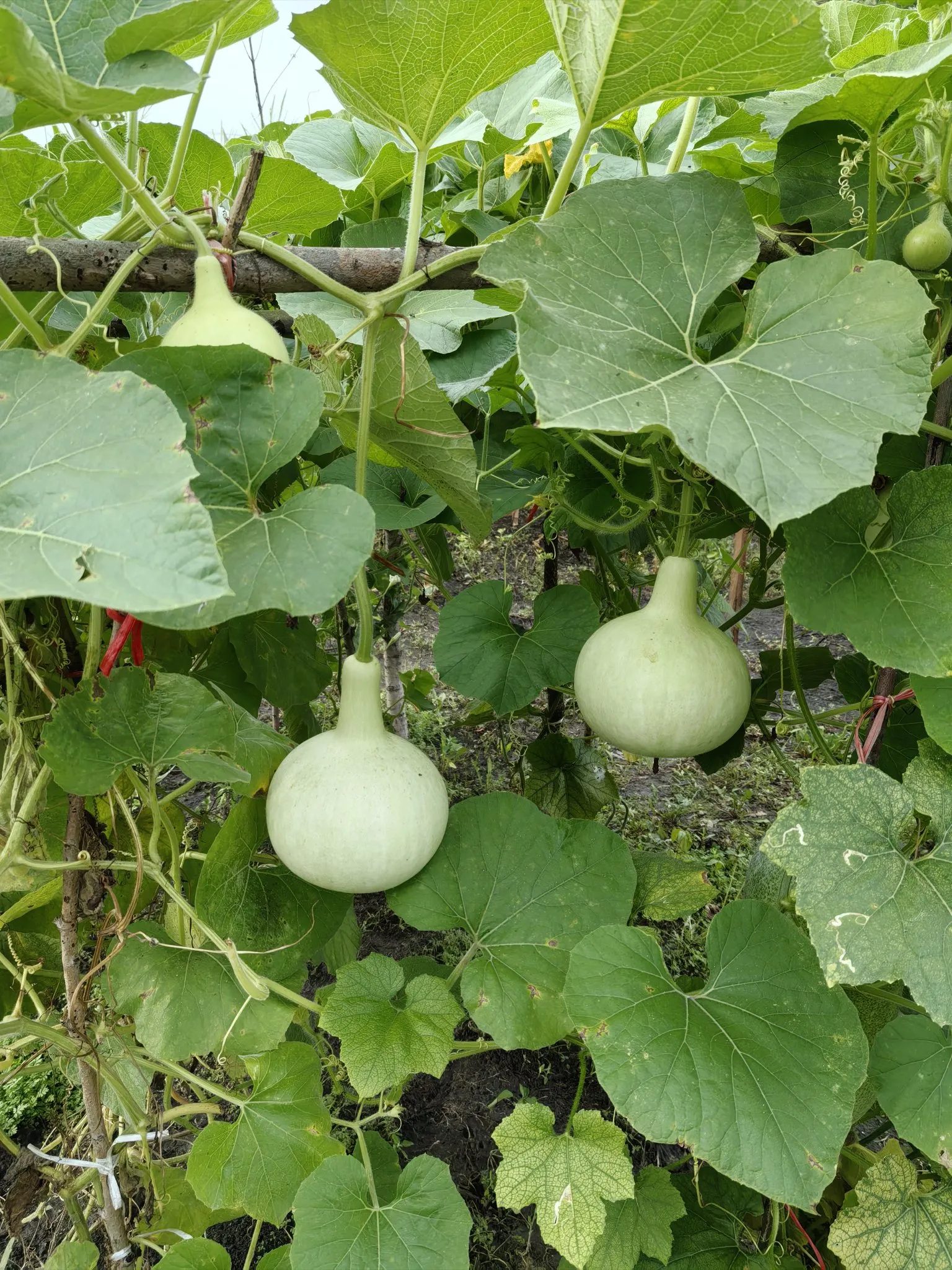 今年春天回农村了,把老屋收拾了一下,种下了几棵葫芦瓢,想着收获了做