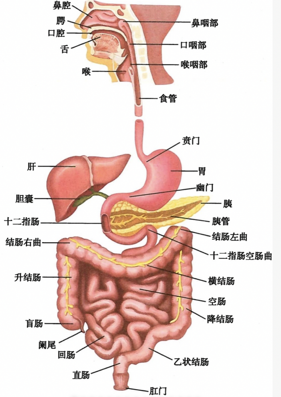 肠胃分解图图片