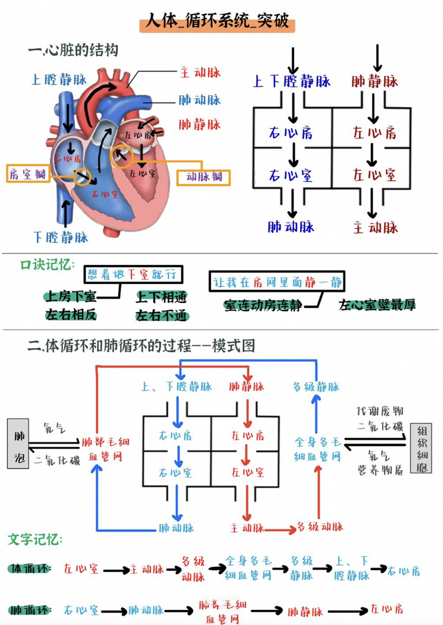 心脏结构,血液循环路径|难点突破 心房心室怎么都记不住,血管识别老