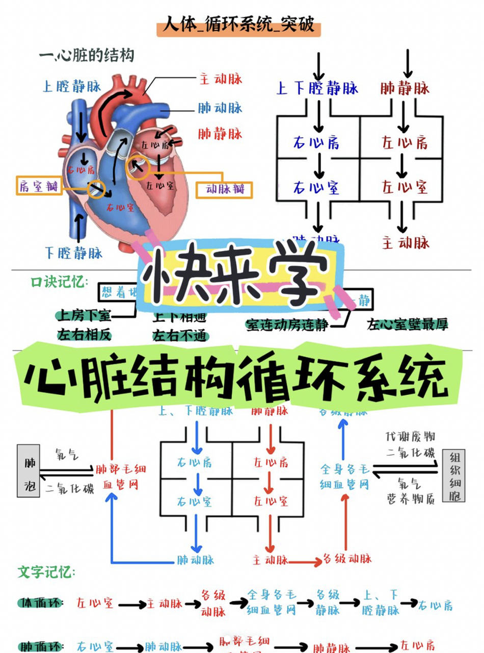 心脏结构,血液循环路径|难点突破 心房心室怎么都记不住,血管识别老