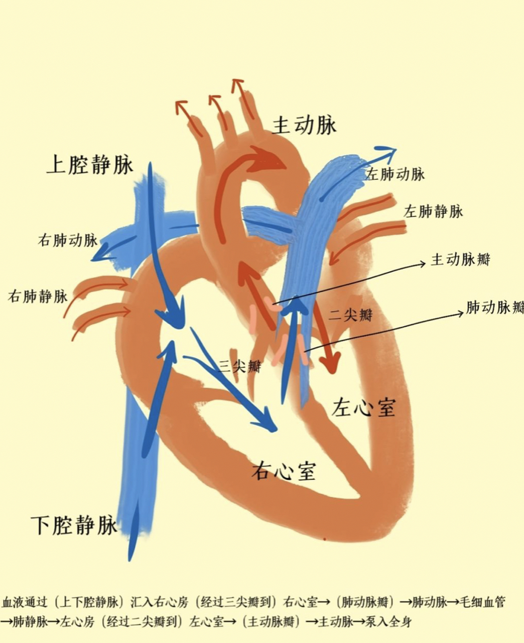 血管→肺静脉→左心房(经过二尖瓣到)左心室→(主动脉瓣)→主动脉→泵