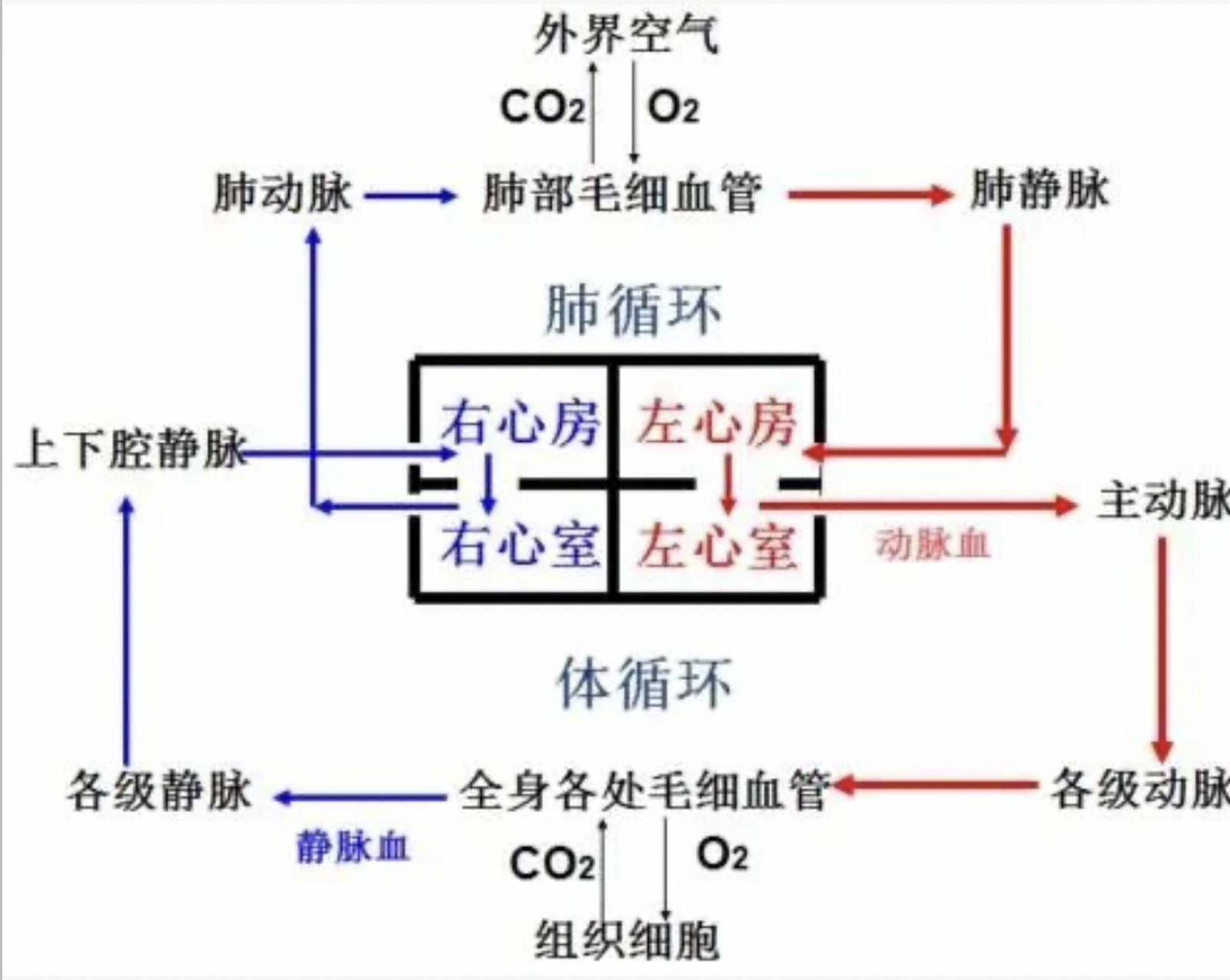 心脏的血液循环流程图图片