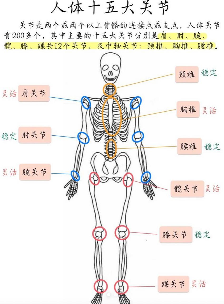 七节骨位置图片