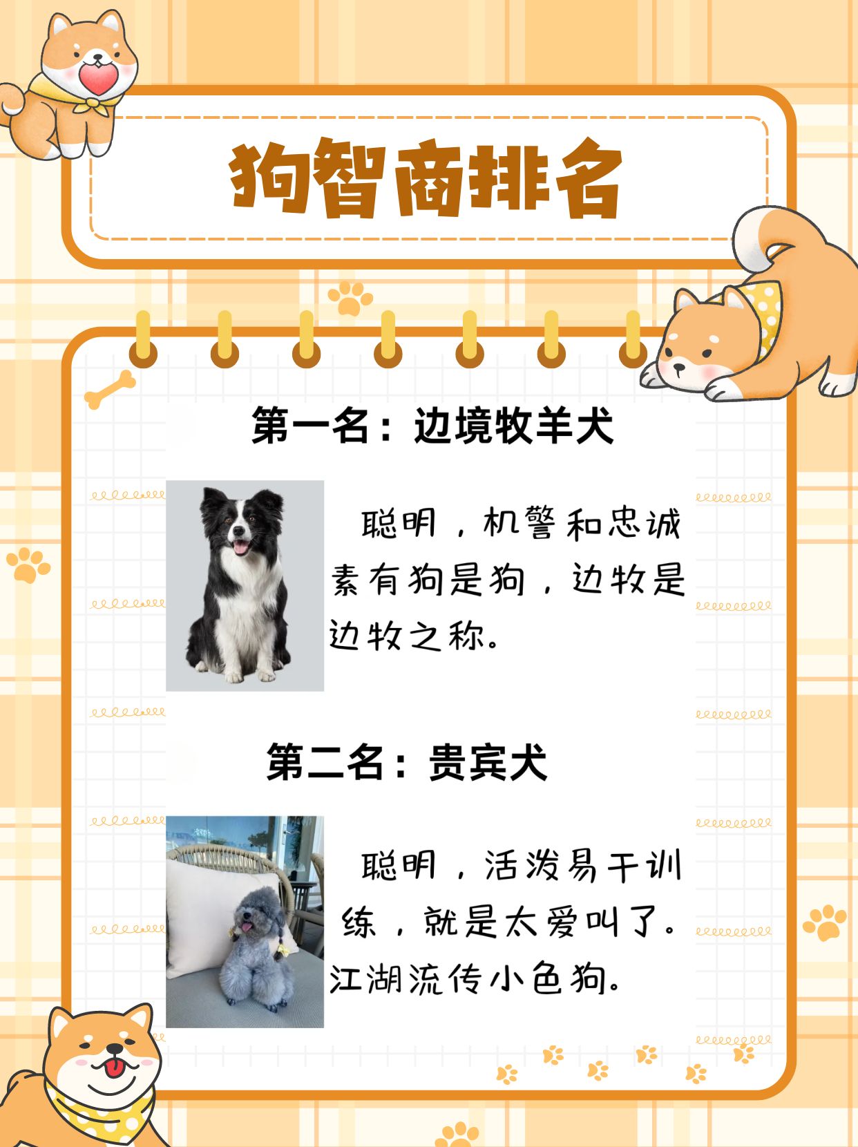 想知道哪些狗狗的智商超高吗?快来看看这份智商排名top10吧!