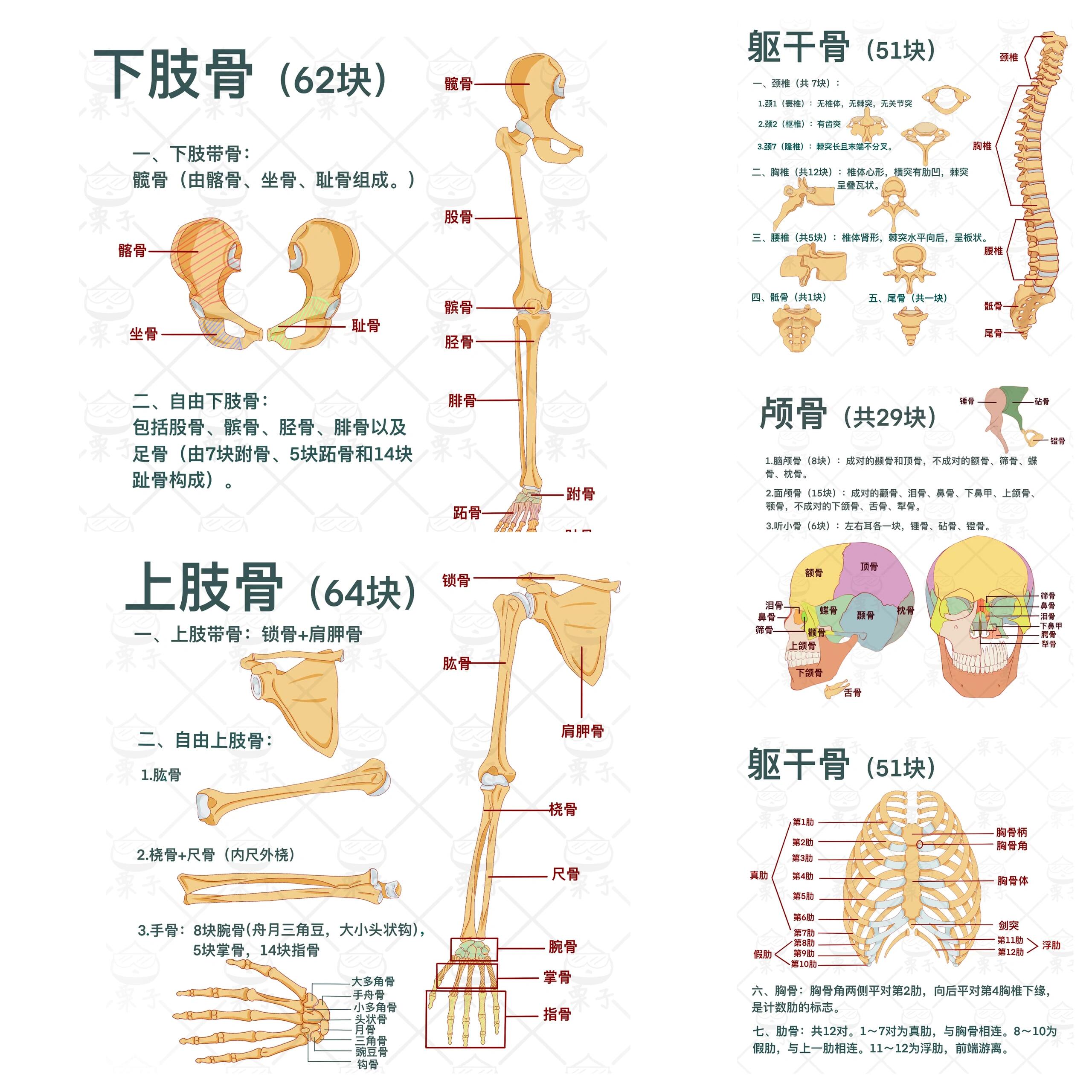 206块骨骼精妙搭建成这座会呼吸的生命城堡!