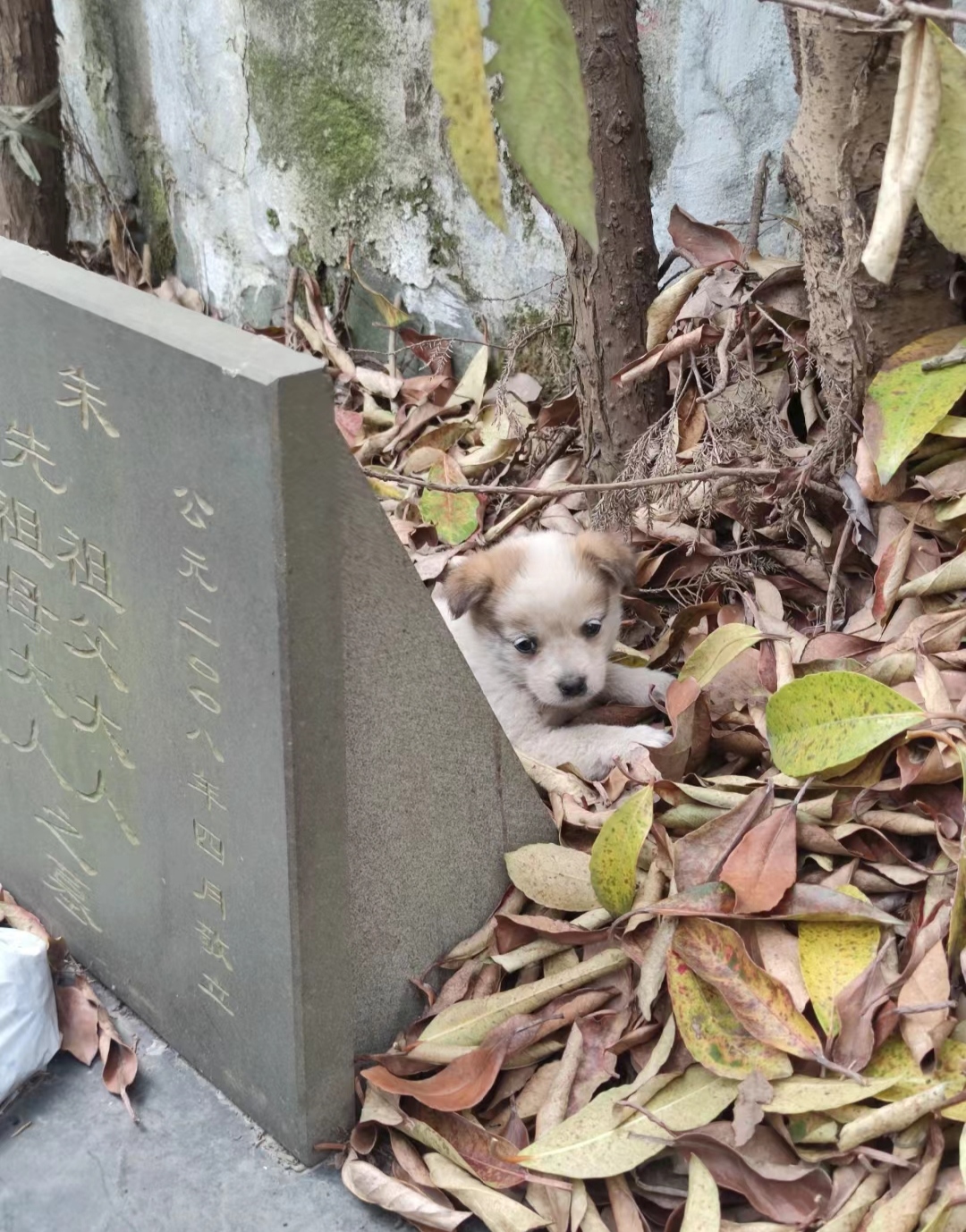 一时心软把它载上车,现在哥哥想收养,嫂子却迷信地说墓地的不能随便捡