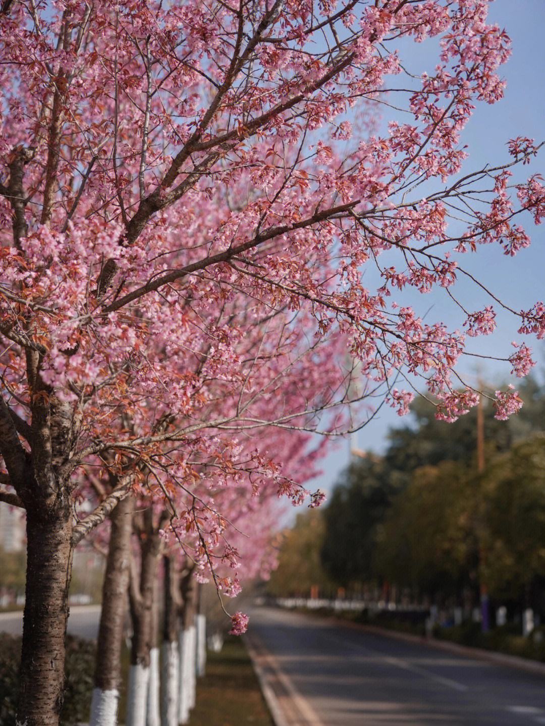 可是说实话,我表姐的条件并不如我,我心里有点不