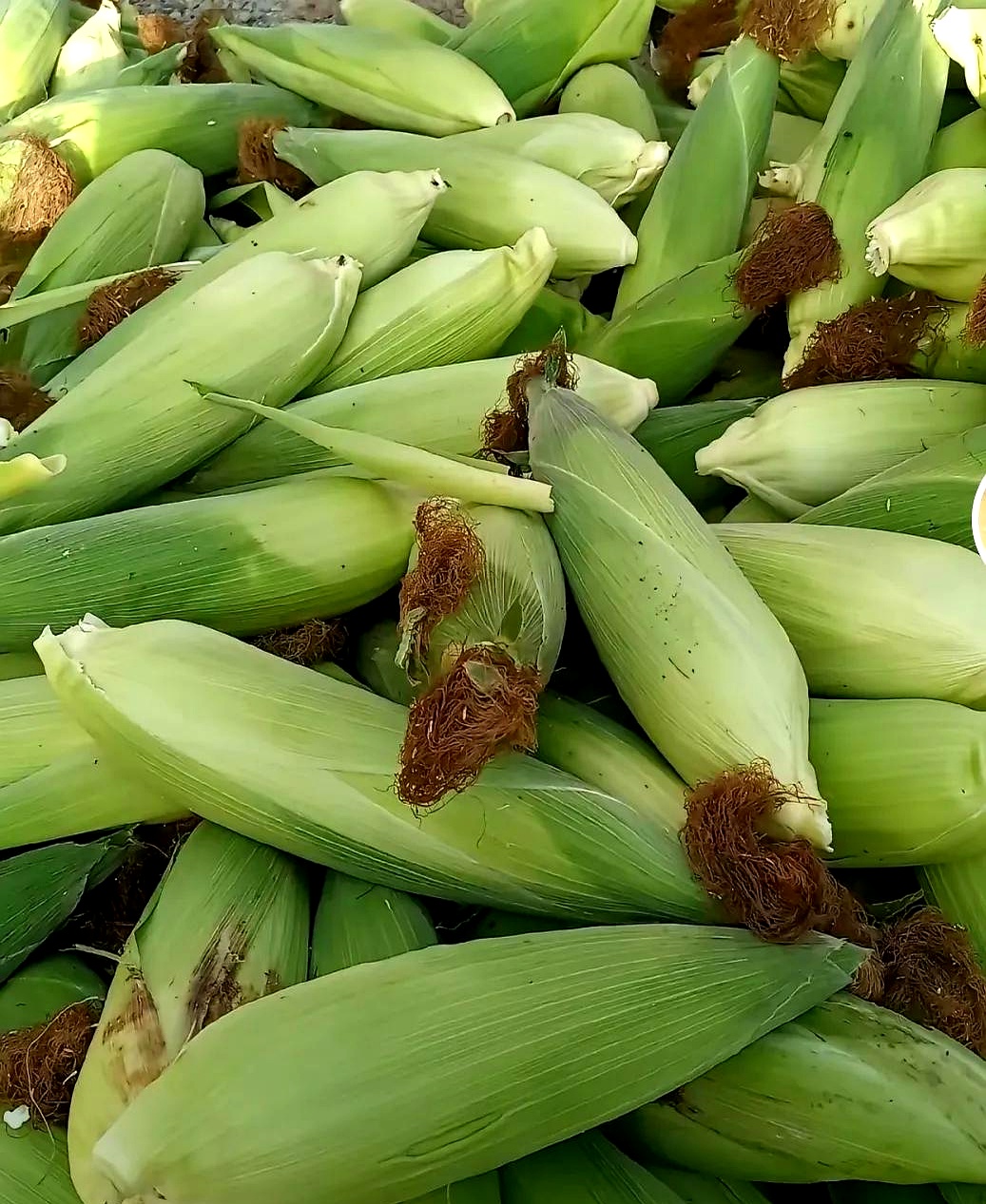 没等到玉米完全长老,就摘下嫩嫩的玉米棒子,直接当新鲜玉米卖