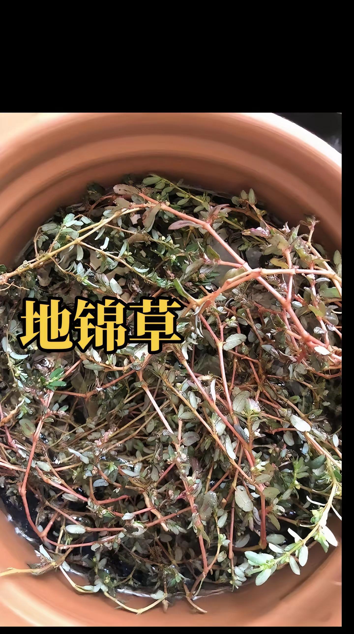 地锦草又名奶浆草,折断它的茎秆会流出奶白色的粘稠浆液,你的家乡还有
