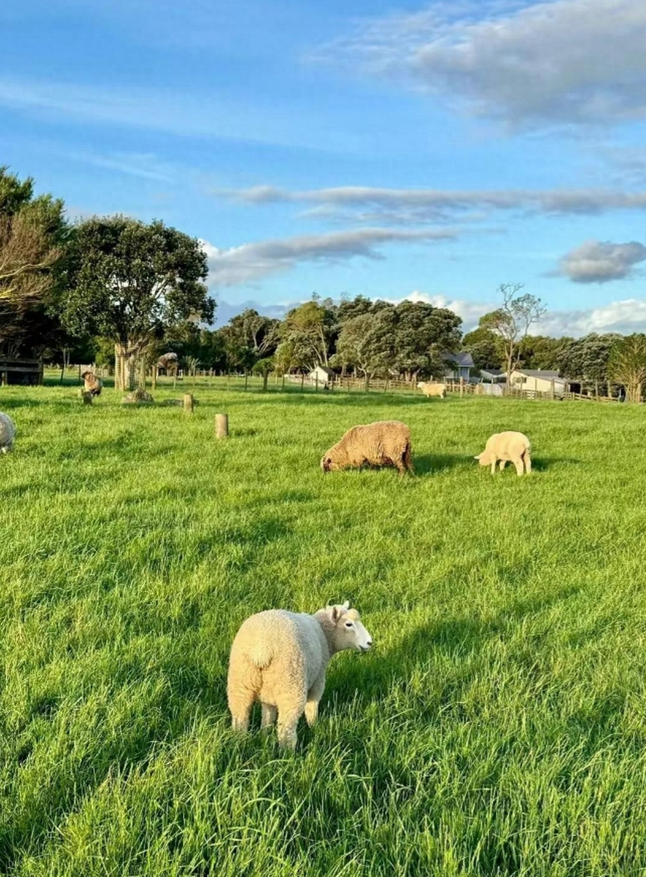 新西兰的畜牧业覆盖了约1352万公顷的国土,相当于国土面积的一半左右