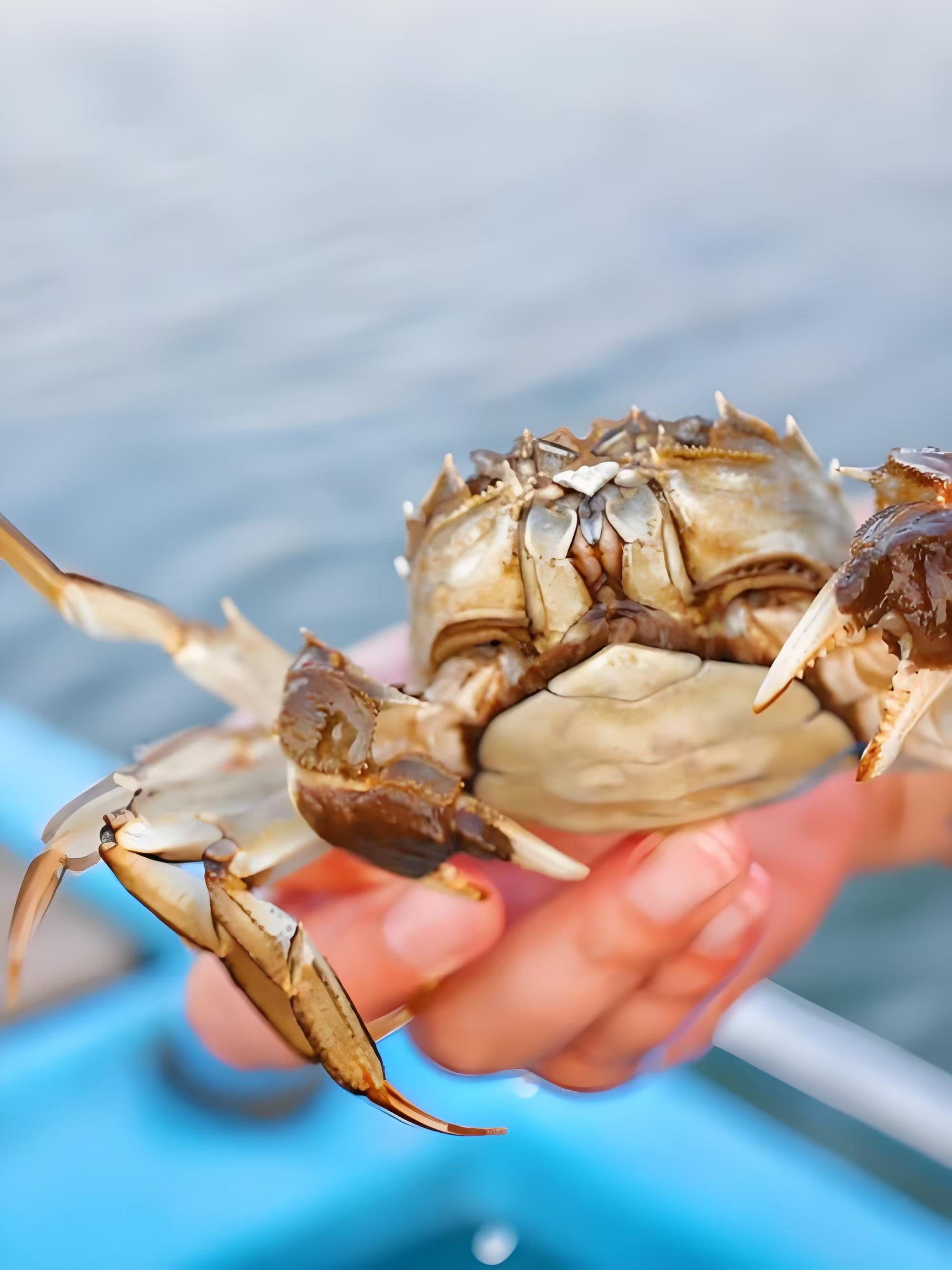 乐哪家好,这家大闸蟹正宗