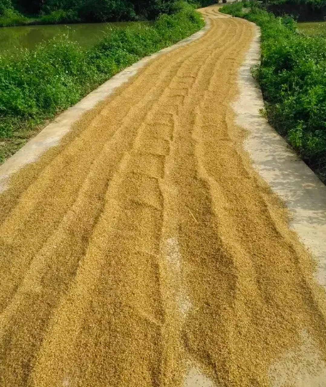 又到了晒稻谷的时候了,千万不要下雨啊