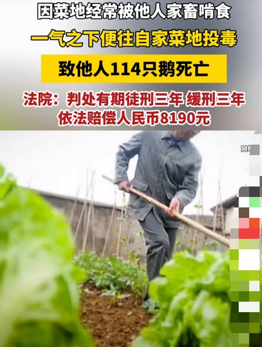 "江西,男子见自家菜地里的菜经常被别人家的家畜啃