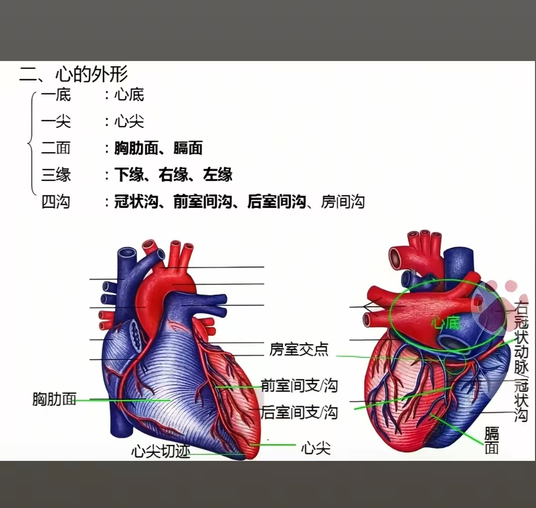为什么心脏