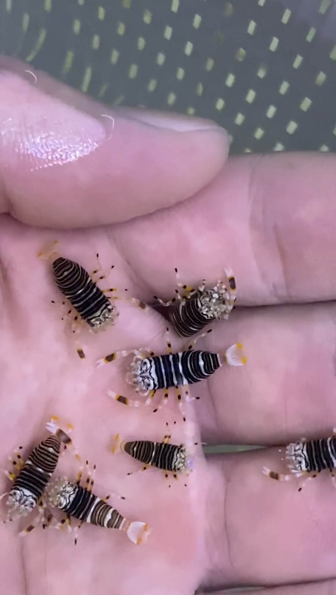 还是第一次见这种虾,打听了一下好像叫什么蜜蜂虾,看着确实挺像小蜜蜂