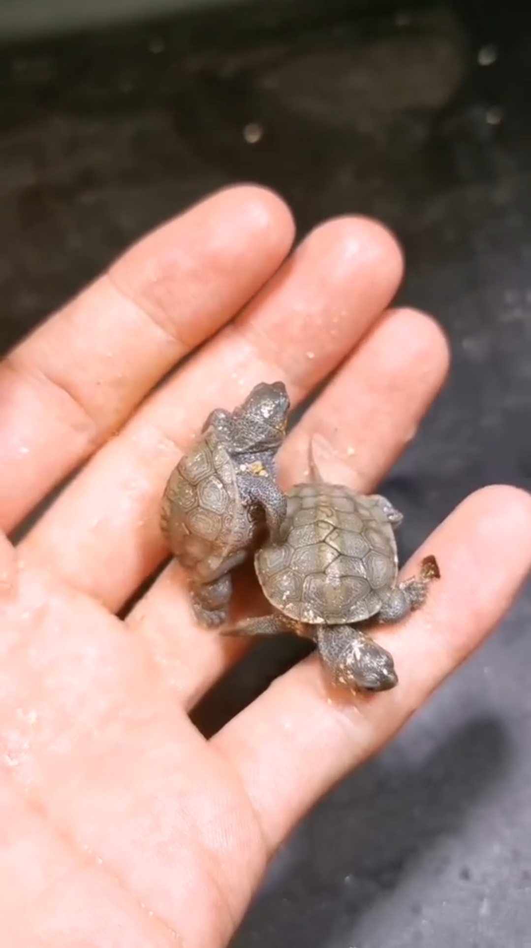 的乌龟会下蛋吗家养小乌龟照片刚孵出来的龟怎么分辨是草龟还是巴西龟